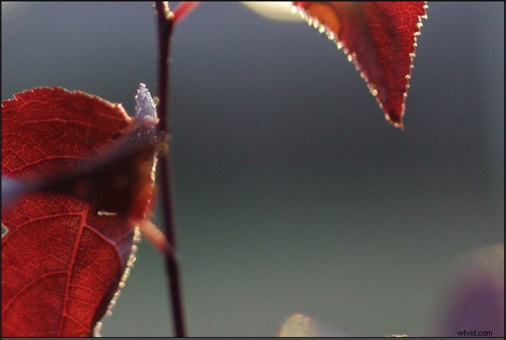 Recreate Authentic Analog Film Looks in Lightroom: Step-by-Step Guide