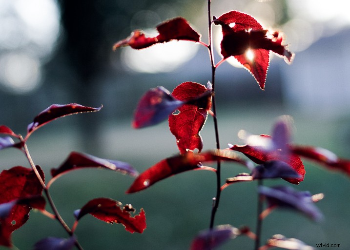 Recreate Authentic Analog Film Looks in Lightroom: Step-by-Step Guide