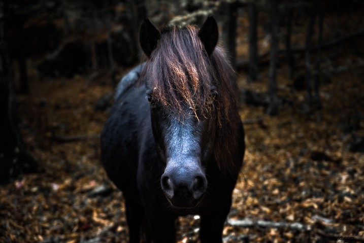 Mastering Lightroom s Radial Filter: Creative Editing Techniques