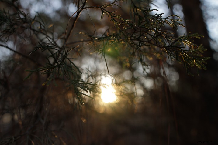 Mastering Lightroom s Radial Filter: Creative Editing Techniques