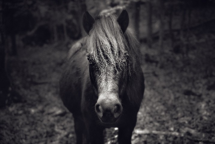 Mastering Lightroom s Radial Filter: Creative Editing Techniques