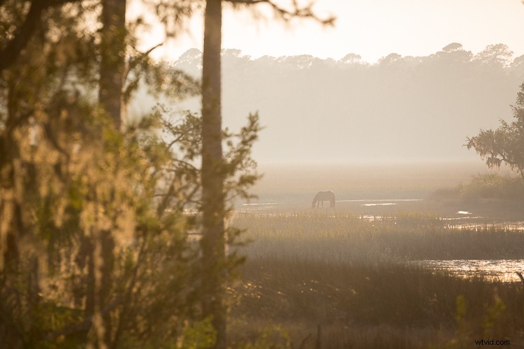 4 Key Advantages of Lightroom Collections: Streamline Your Photo Workflow