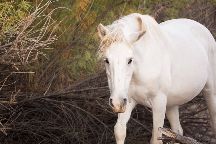 4 Key Advantages of Lightroom Collections: Streamline Your Photo Workflow
