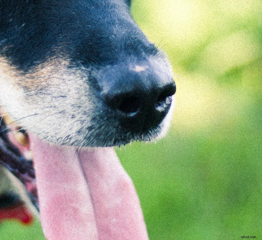 Master Creative Grain Effects in Lightroom: Pro Tips for Stunning Photos