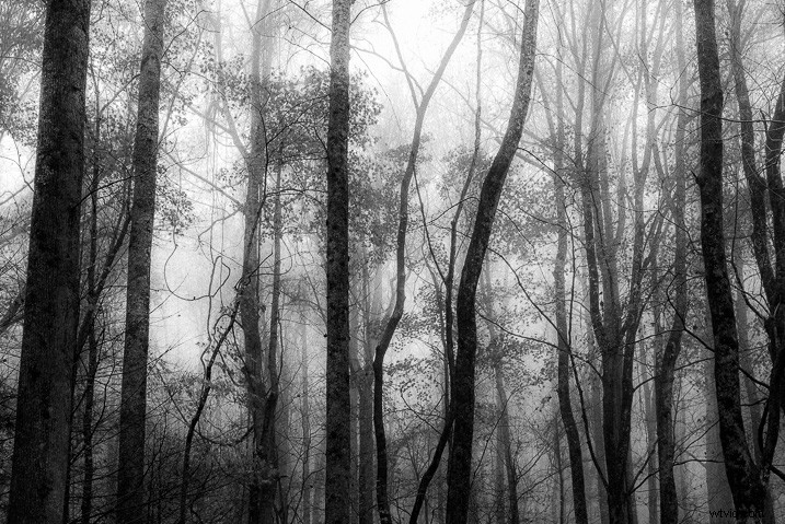 Master Creative Grain Effects in Lightroom: Pro Tips for Stunning Photos