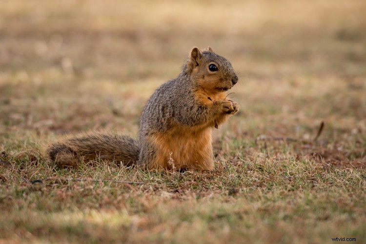 Master Photo Retouching: Lightroom Spot Removal Tool Guide