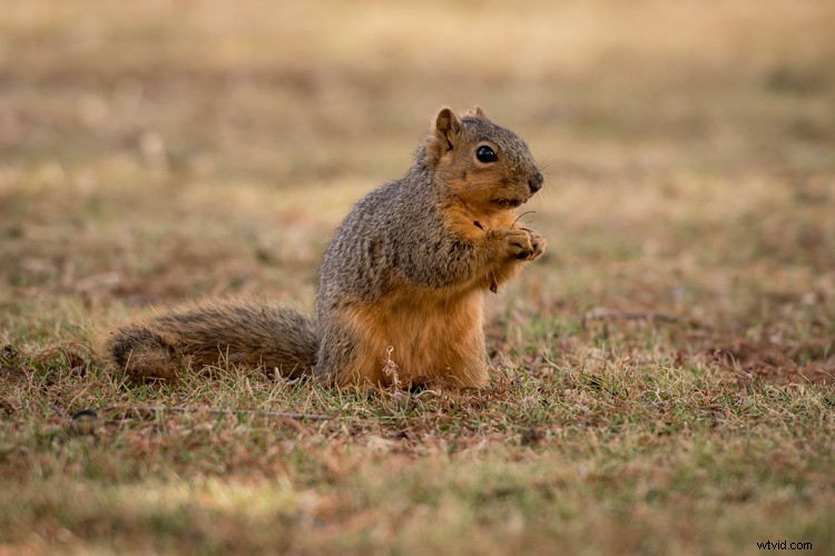 Master Photo Retouching: Lightroom Spot Removal Tool Guide