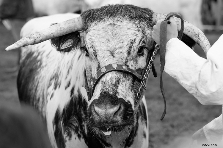 4 Expert Tips for Stunning Black & White Photos in Lightroom