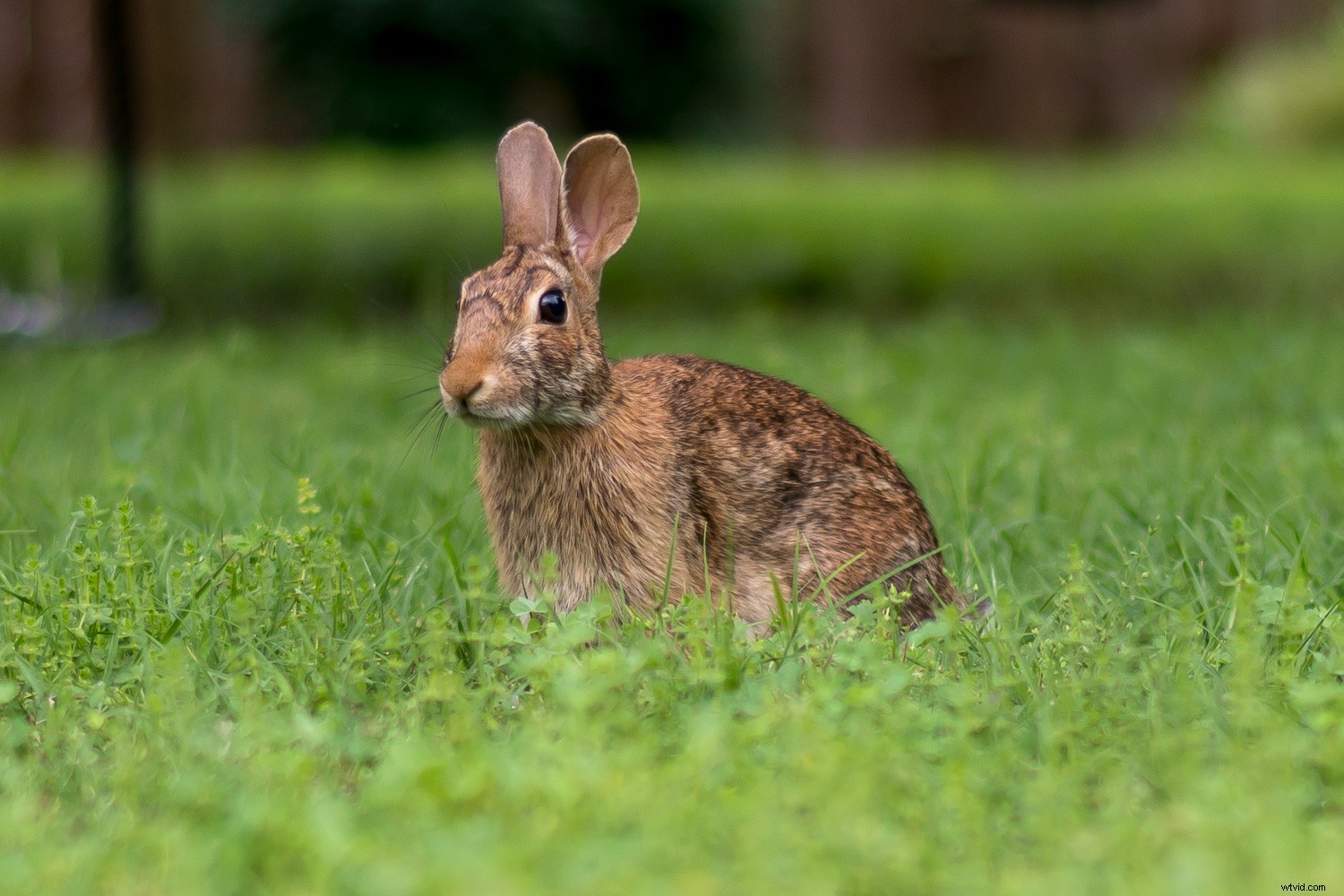 Master Lightroom s Vignette Tool: Unlock Stunning Photo Effects