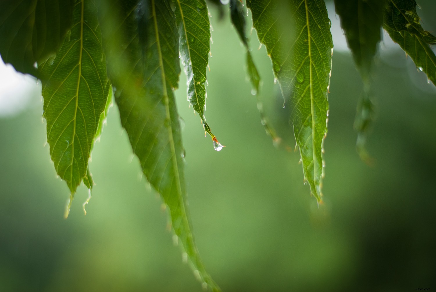 Master Lightroom s Vignette Tool: Unlock Stunning Photo Effects