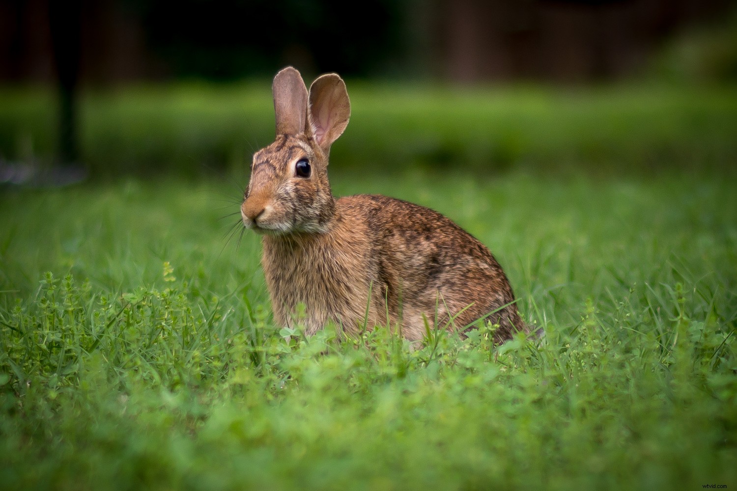 Master Lightroom s Vignette Tool: Unlock Stunning Photo Effects