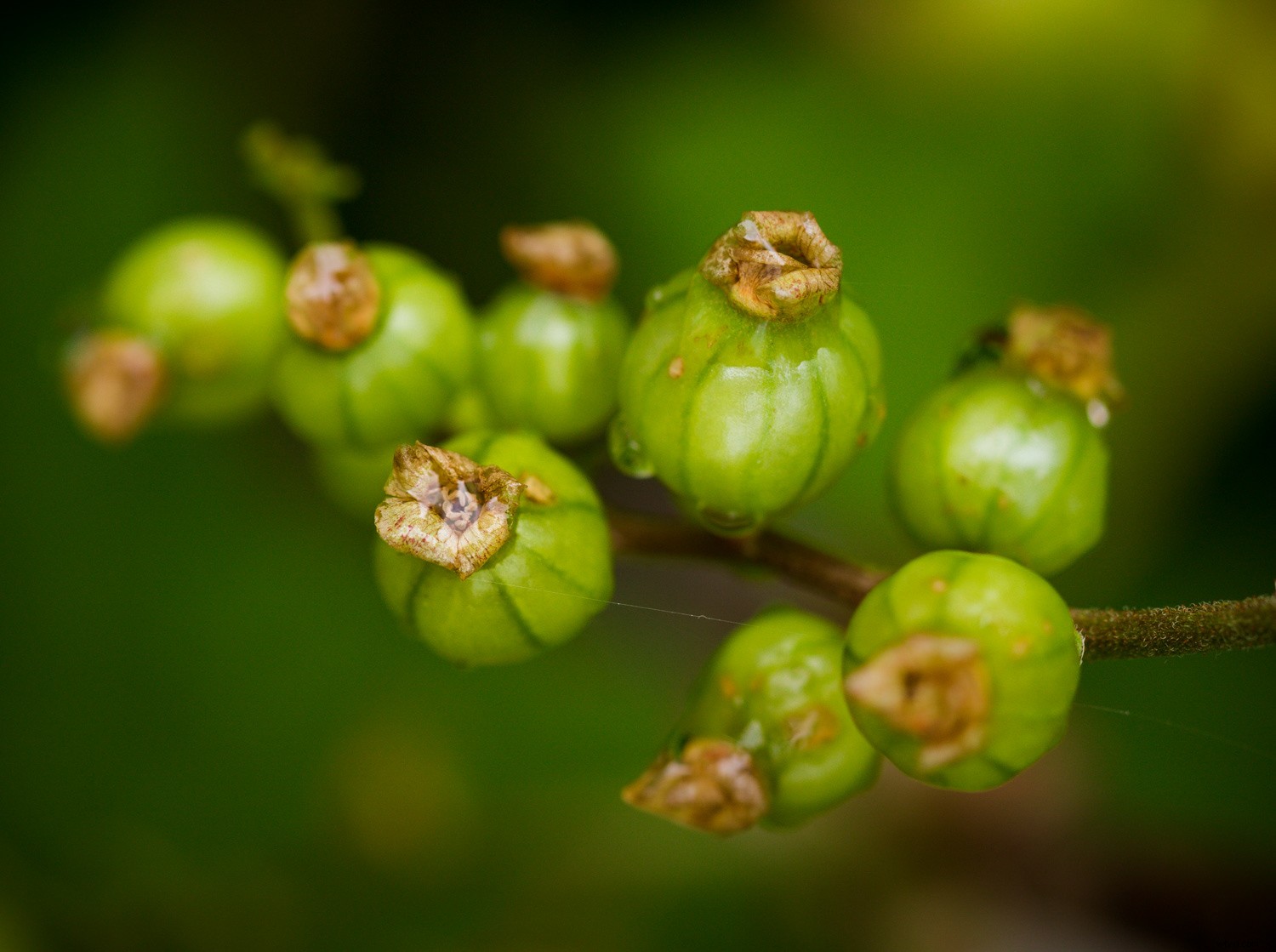 Unlock Your Creative Potential: Master Lightroom Presets for Stunning Photography