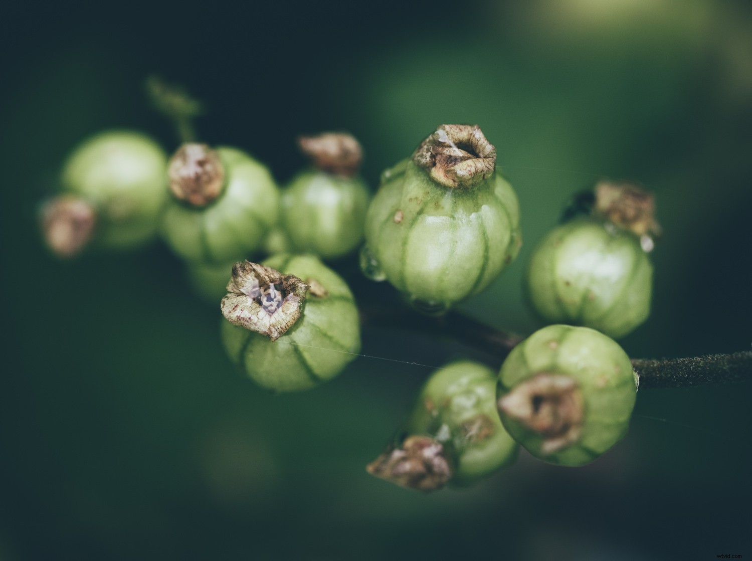 Unlock Your Creative Potential: Master Lightroom Presets for Stunning Photography