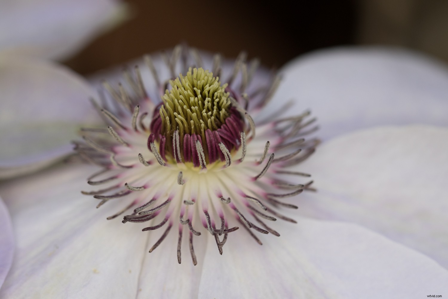 Unlock Your Creative Potential: Master Lightroom Presets for Stunning Photography