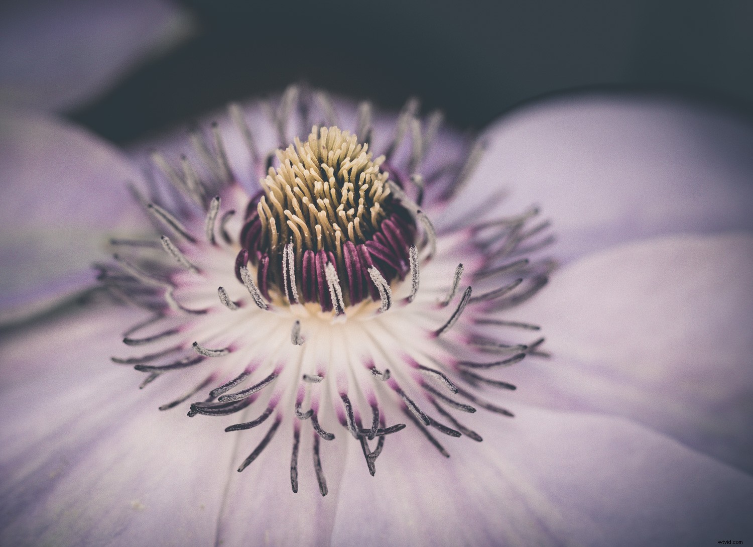 Unlock Your Creative Potential: Master Lightroom Presets for Stunning Photography