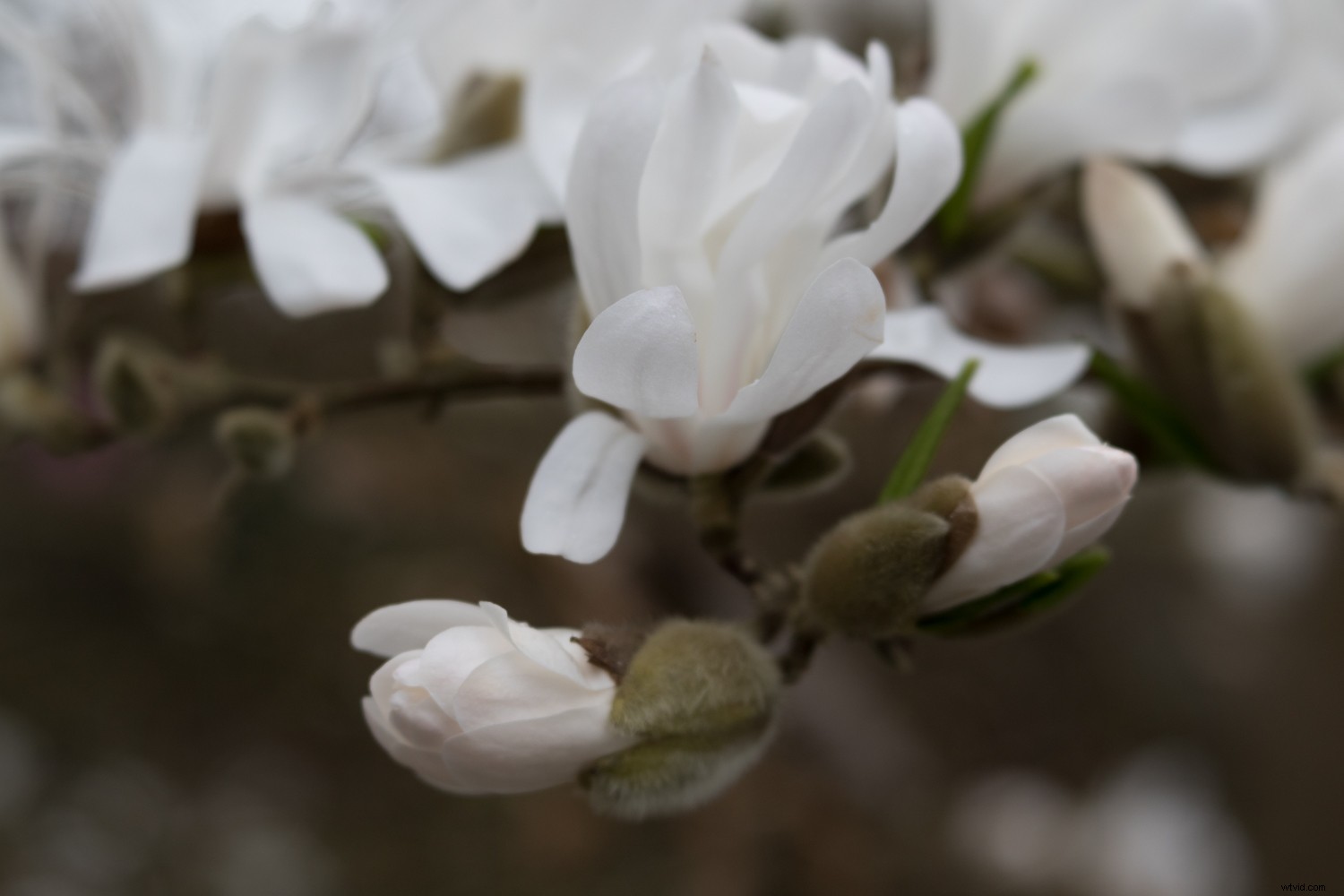 Unlock Your Creative Potential: Master Lightroom Presets for Stunning Photography