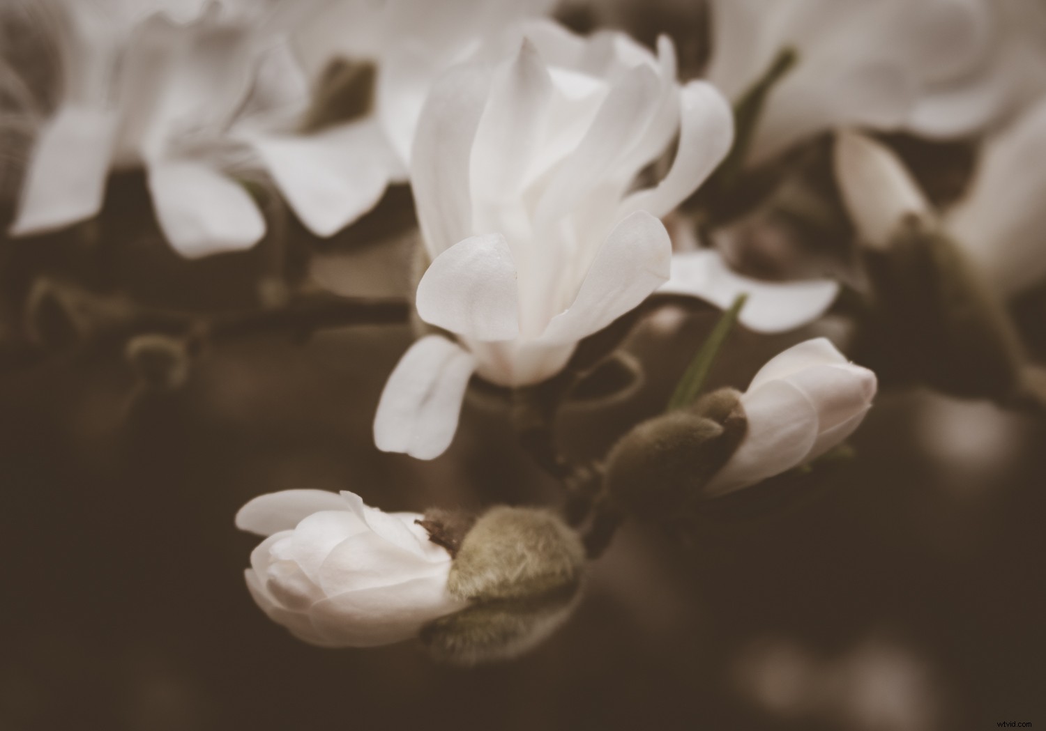 Unlock Your Creative Potential: Master Lightroom Presets for Stunning Photography