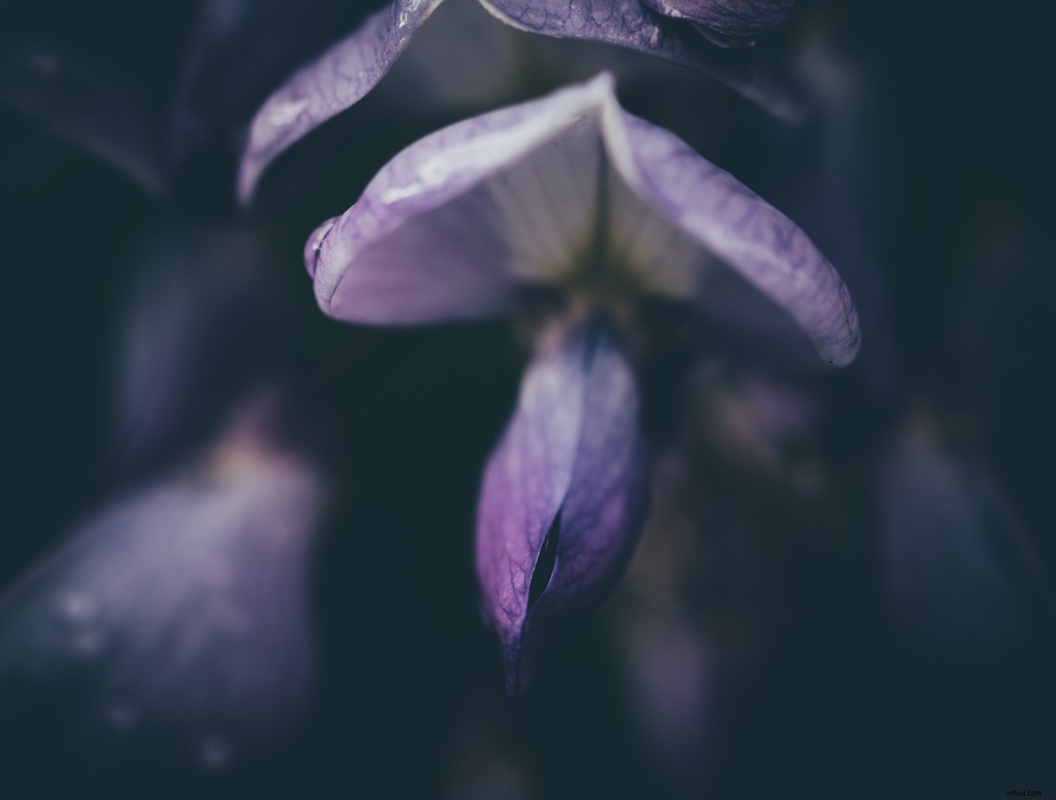 Unlock Your Creative Potential: Master Lightroom Presets for Stunning Photography