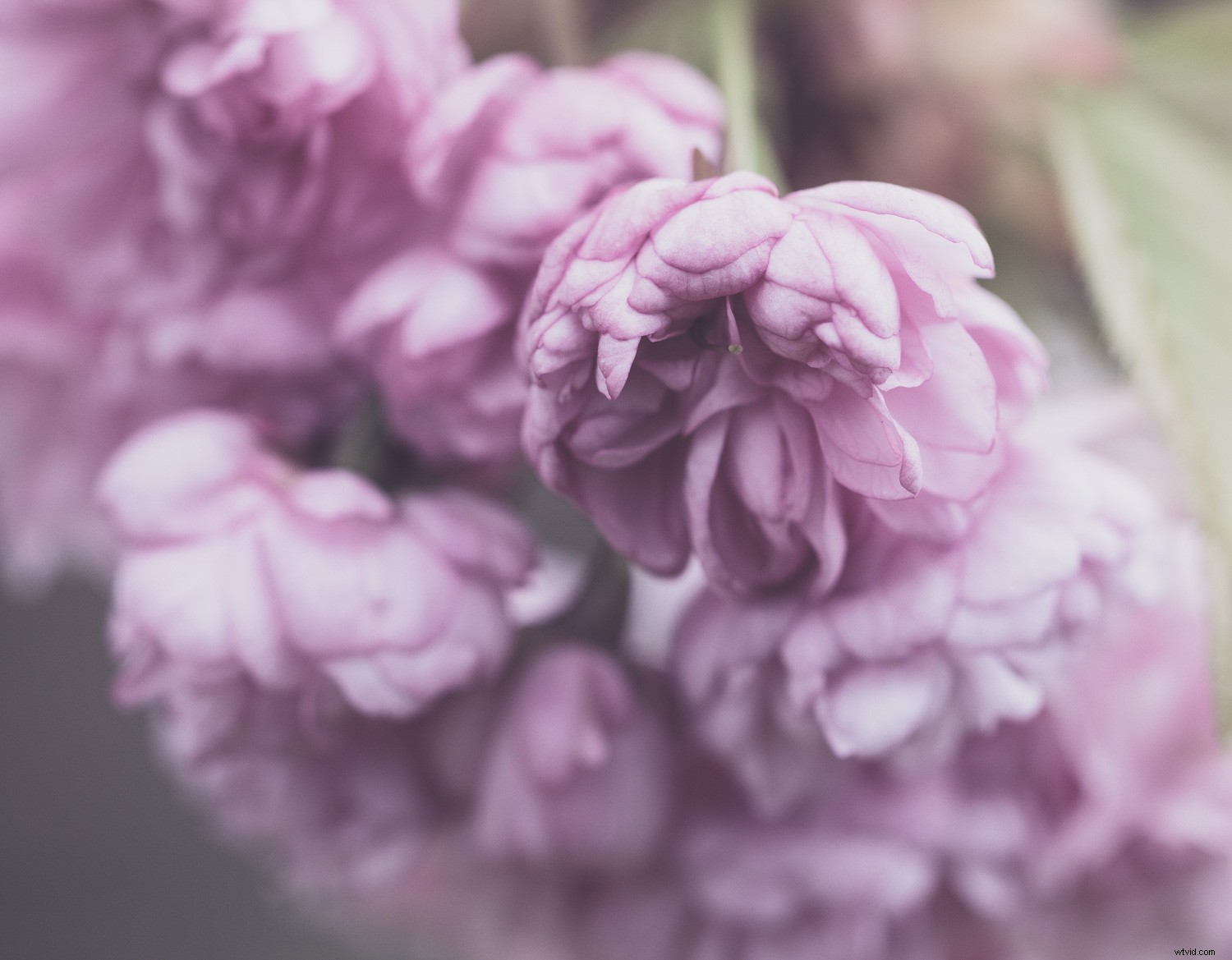 Unlock Your Creative Potential: Master Lightroom Presets for Stunning Photography