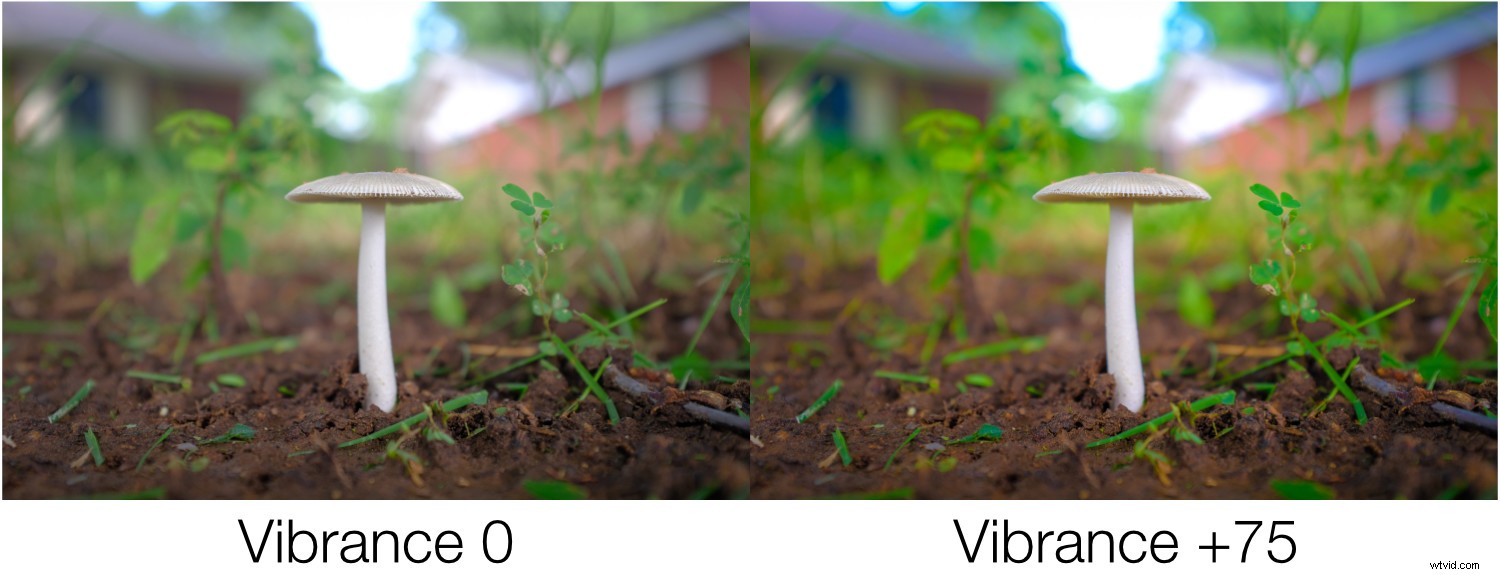 Master Lightroom s Basic Panel: Essential Editing Guide for Beginners