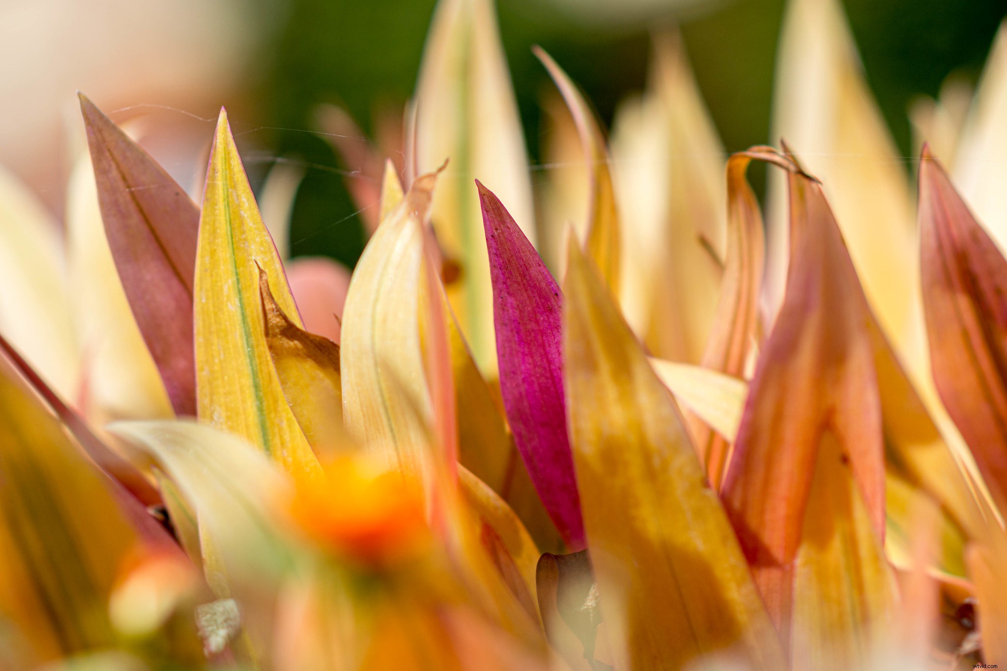 Master Perfect White Balance in Lightroom: Expert Step-by-Step Guide