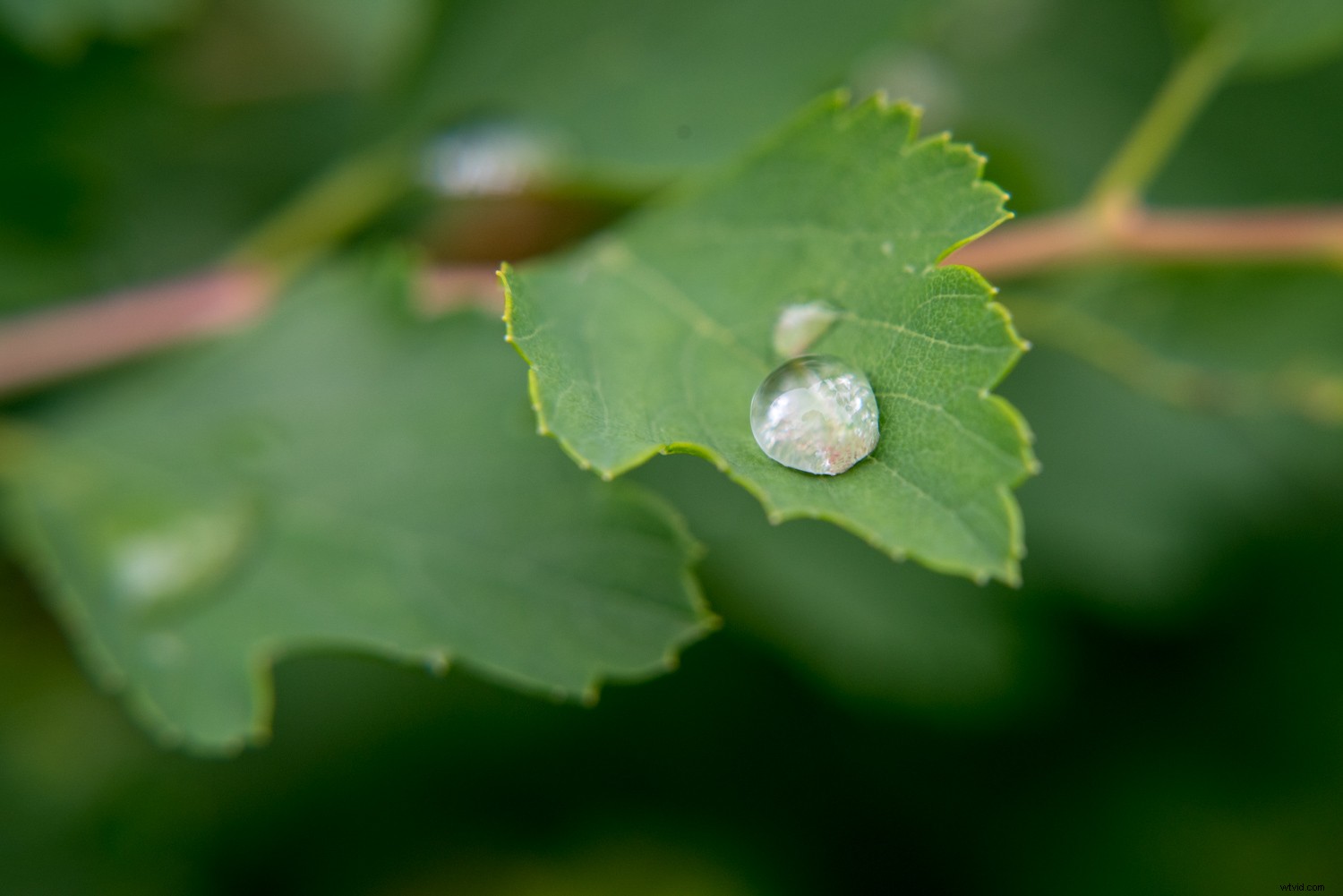 Master Perfect White Balance in Lightroom: Expert Step-by-Step Guide