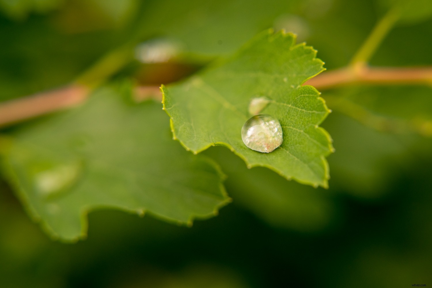 Master Perfect White Balance in Lightroom: Expert Step-by-Step Guide