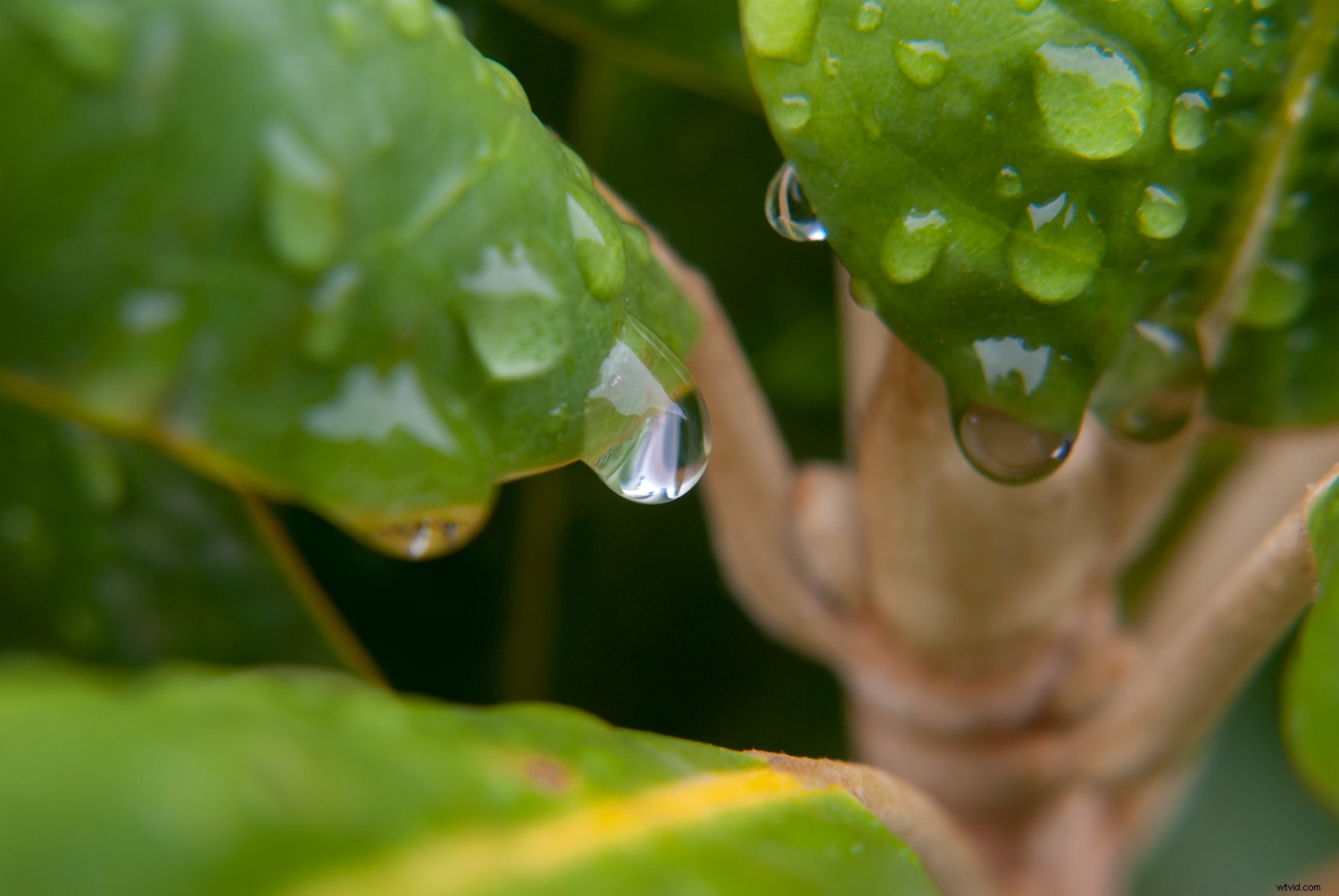 Master Perfect White Balance in Lightroom: Expert Step-by-Step Guide