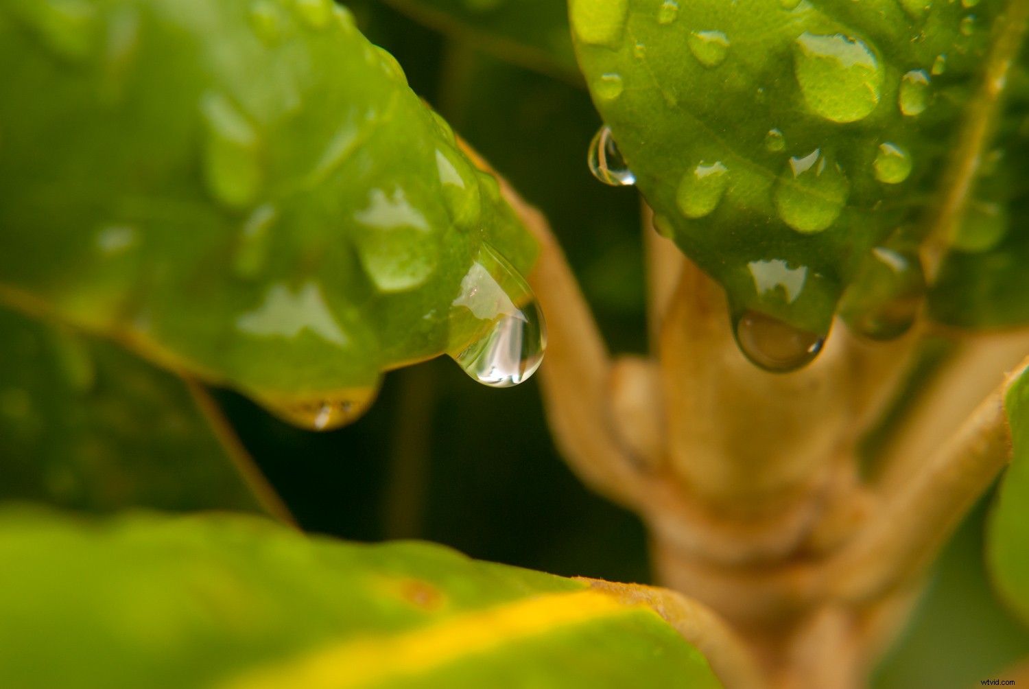 Master Perfect White Balance in Lightroom: Expert Step-by-Step Guide