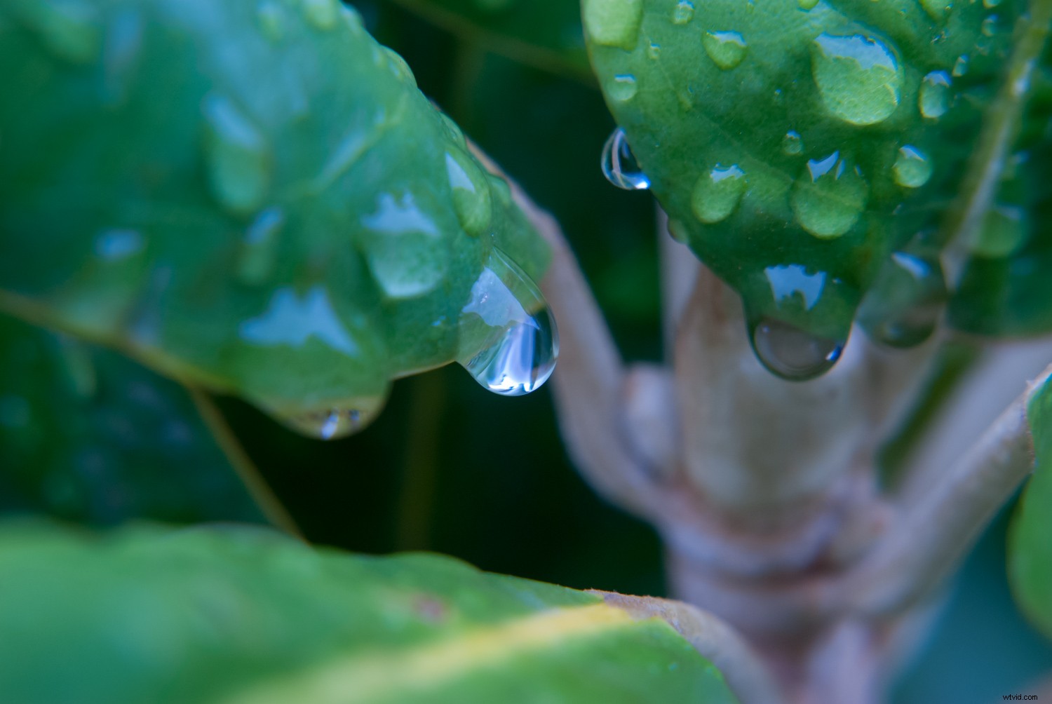 Master Perfect White Balance in Lightroom: Expert Step-by-Step Guide