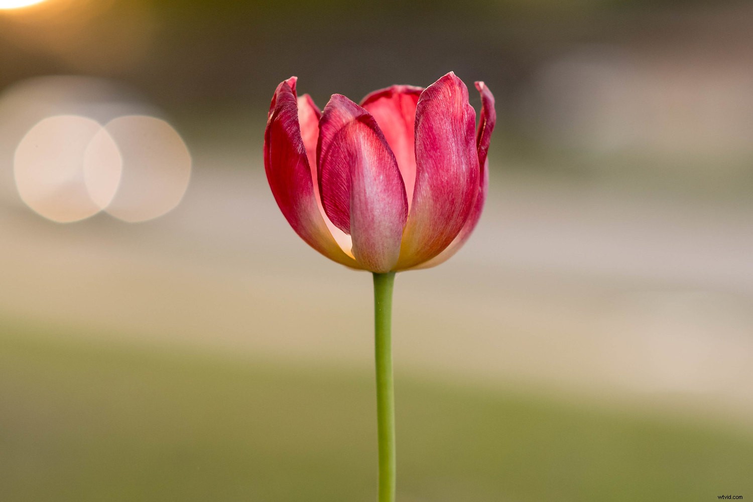 Master Manual Lens Corrections in Lightroom: Step-by-Step Guide