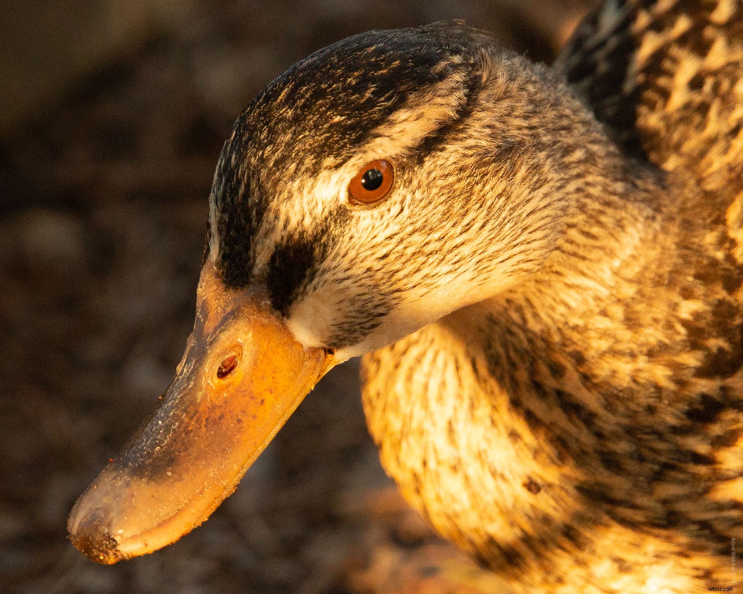 Texture vs. Clarity Sliders in Lightroom Classic: Key Differences Explained