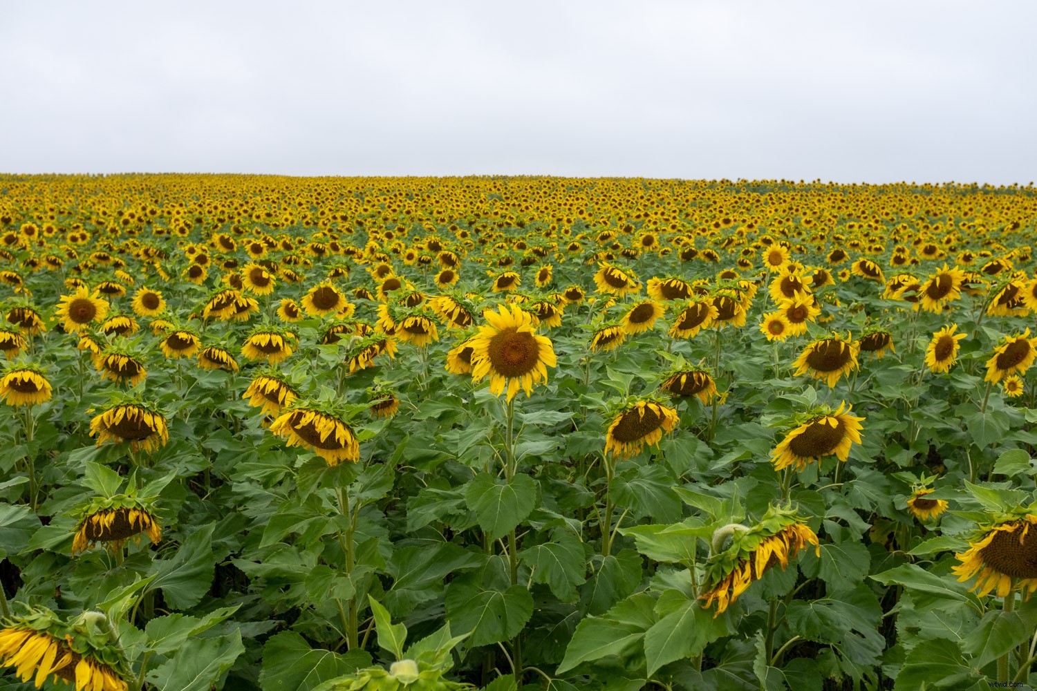 4 Expert Lightroom Tips to Elevate Your Landscape Photos