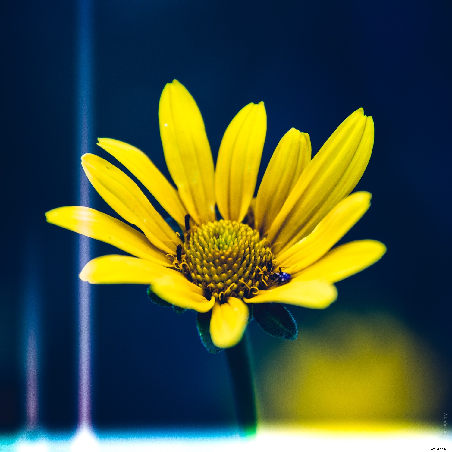 Master Realistic Light Leaks in Lightroom: Step-by-Step Tutorial