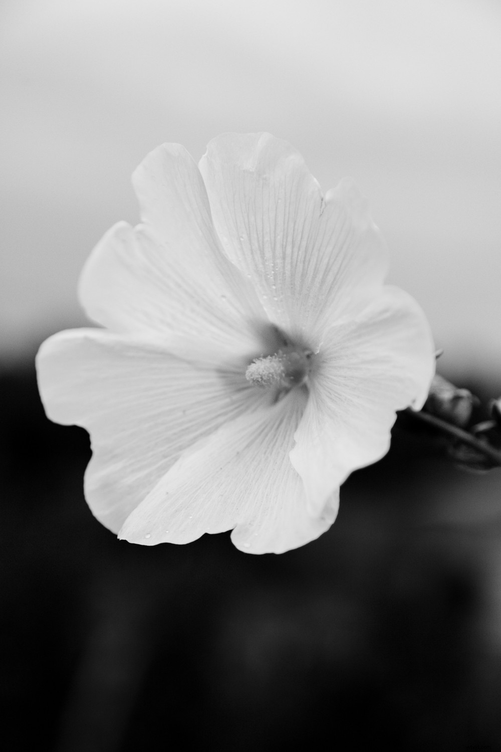 Master Stunning Black & White Photos: Pro Lightroom Editing Tips