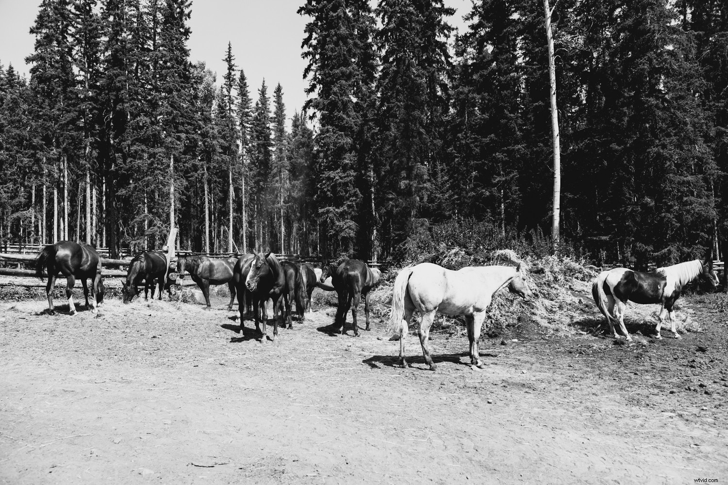 Master Stunning Black & White Photos: Pro Lightroom Editing Tips