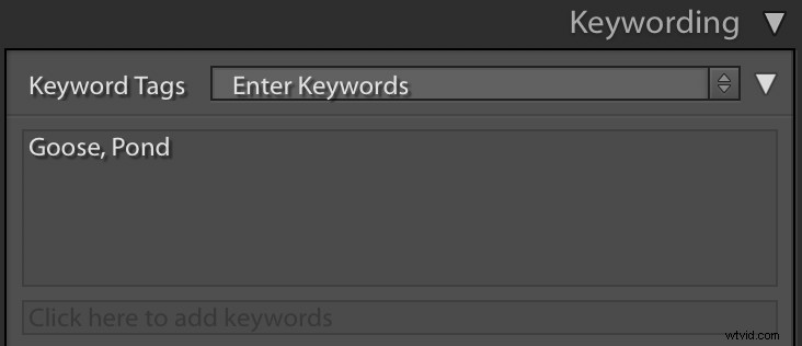 Master Lightroom Keywords Quickly: Pro Tips for Effortless Photo Organization