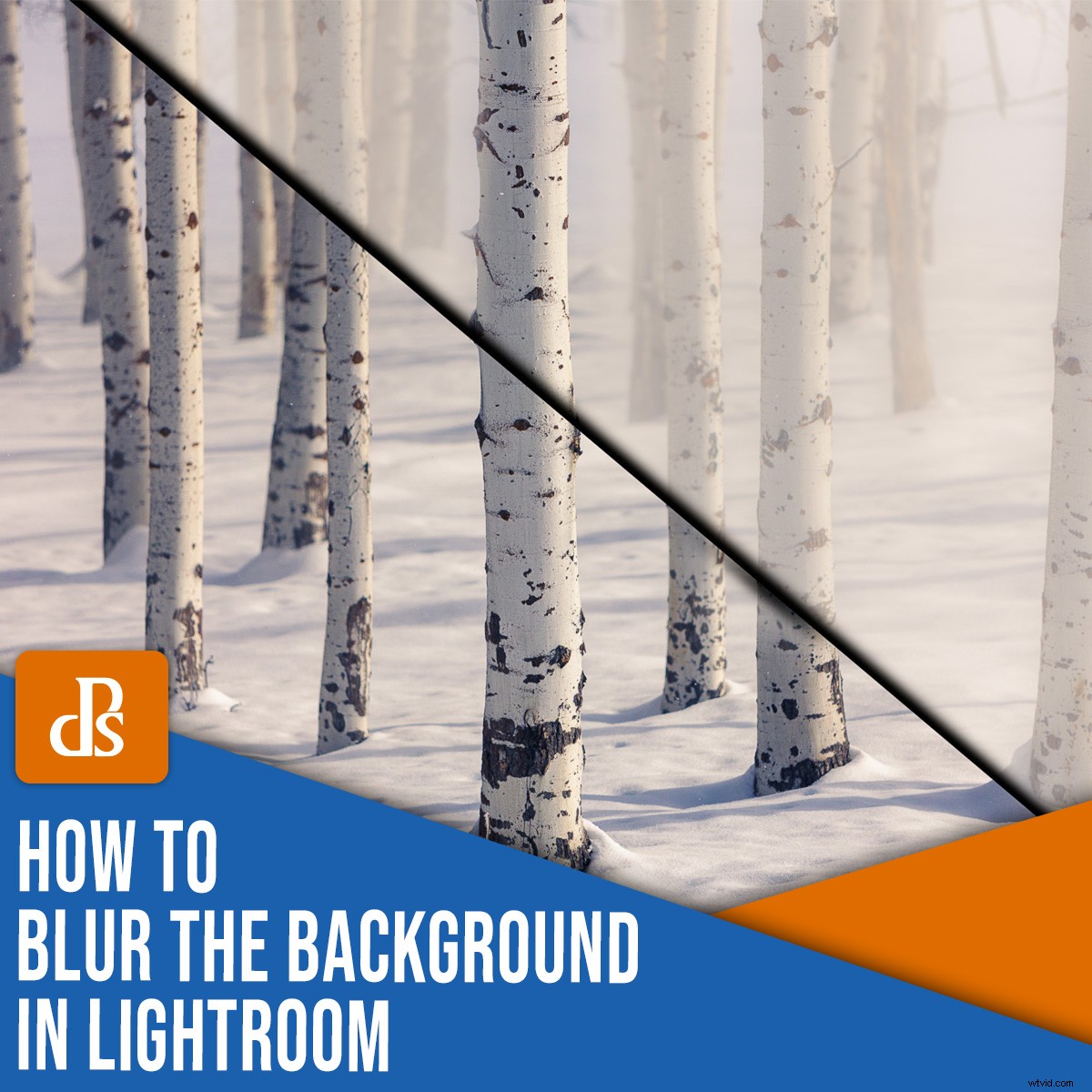 Master Background Blur in Lightroom: Complete Step-by-Step Guide