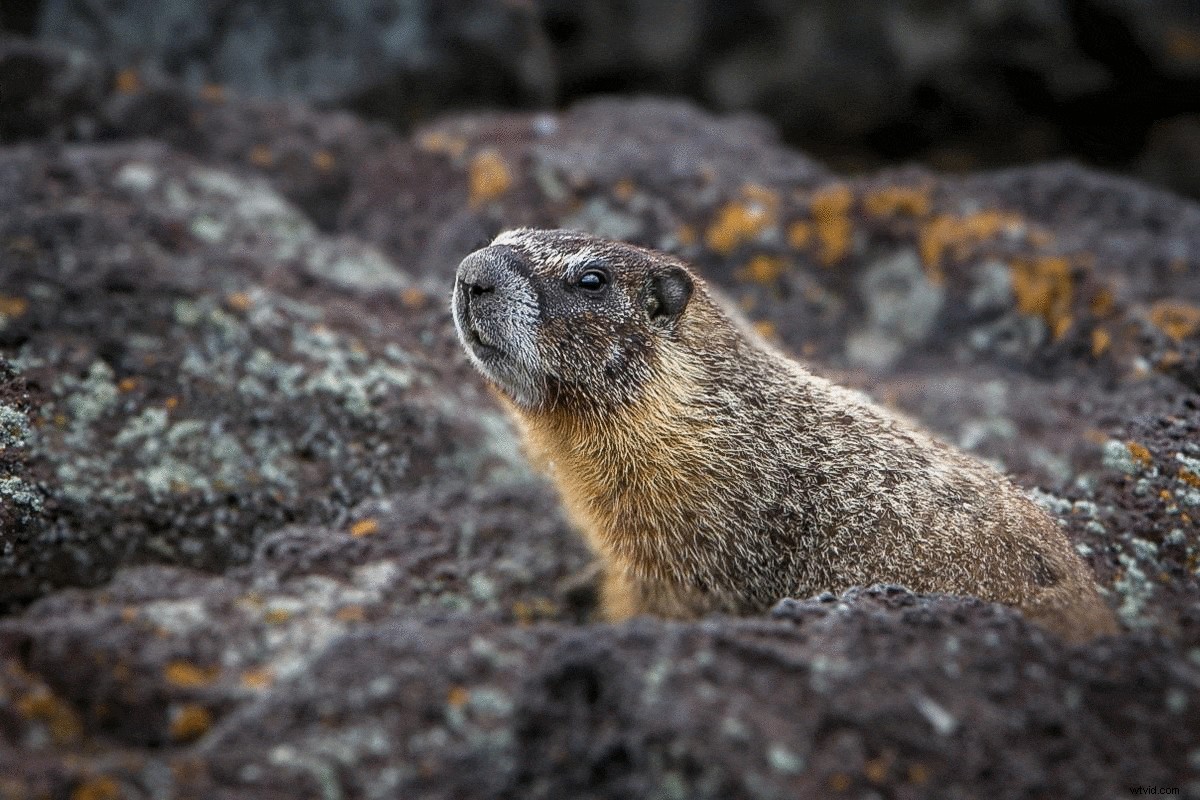 Master Background Blur in Lightroom: Complete Step-by-Step Guide