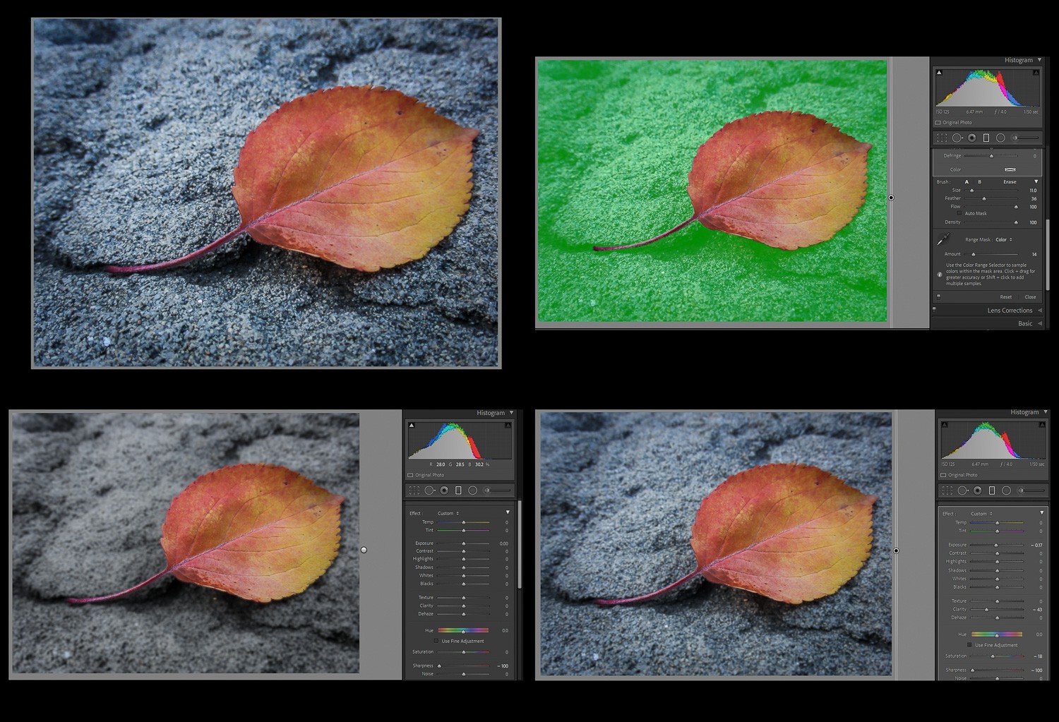 Master Background Blur in Lightroom: Complete Step-by-Step Guide