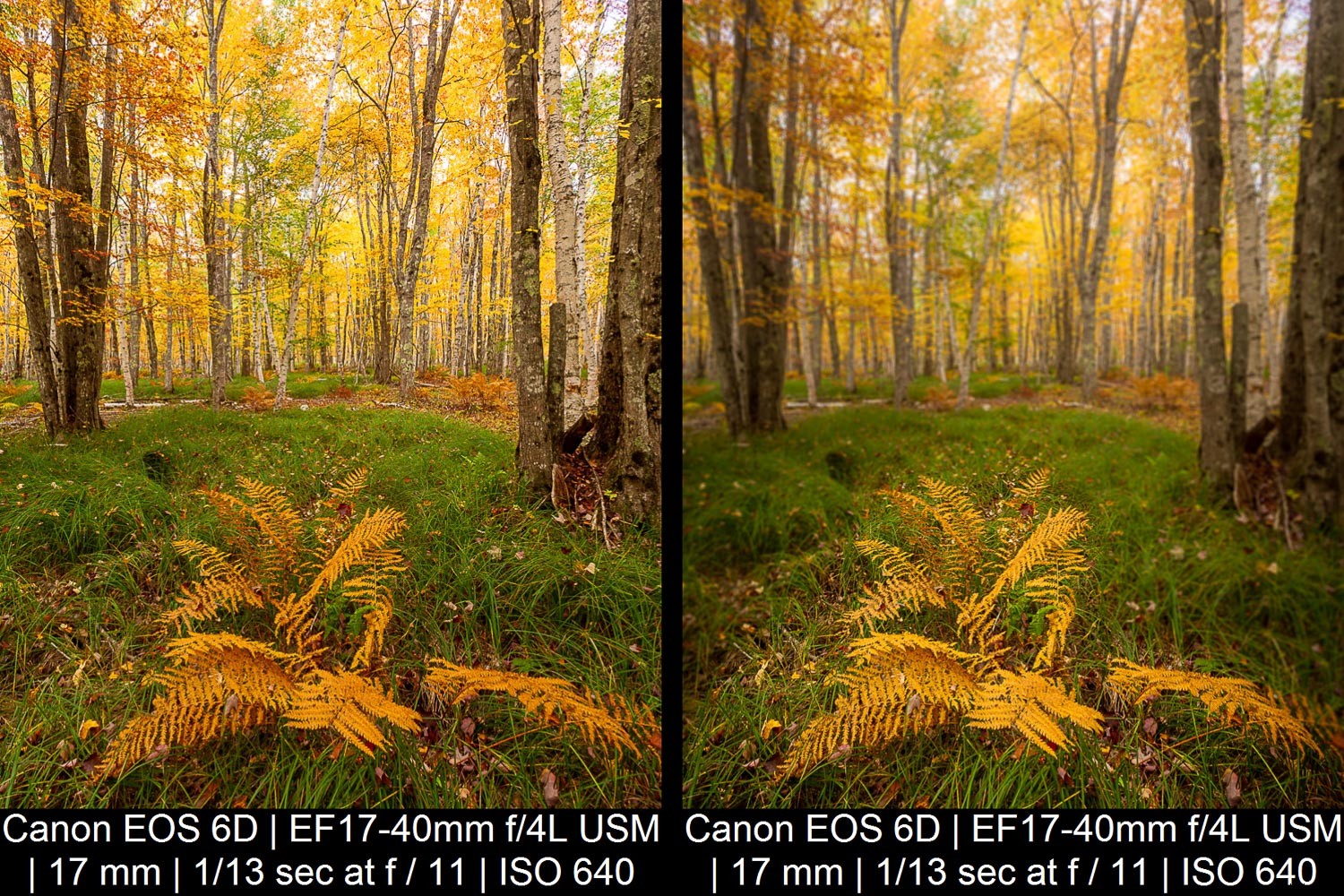 Master Background Blur in Lightroom: Complete Step-by-Step Guide