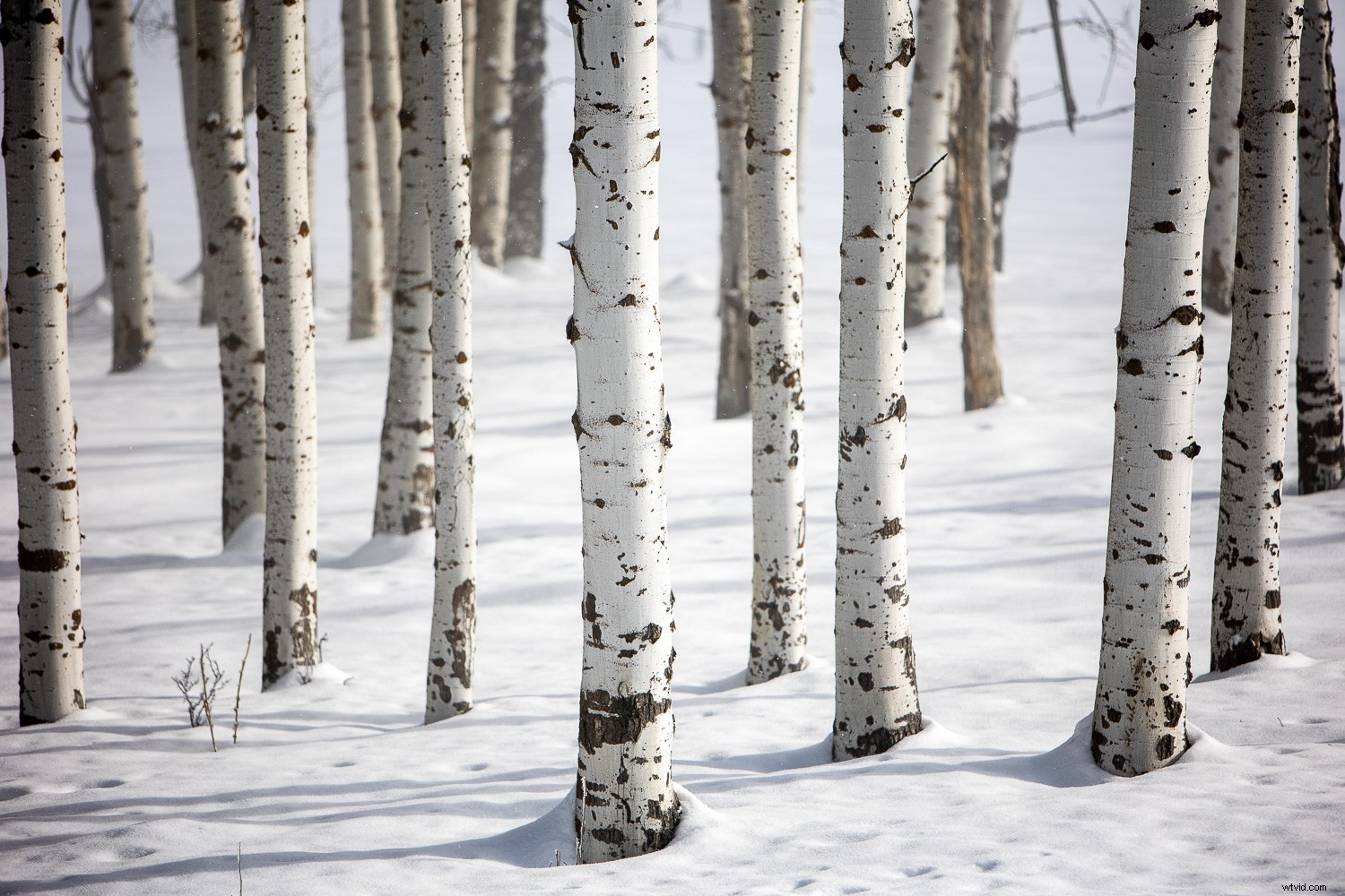 Master Background Blur in Lightroom: Complete Step-by-Step Guide