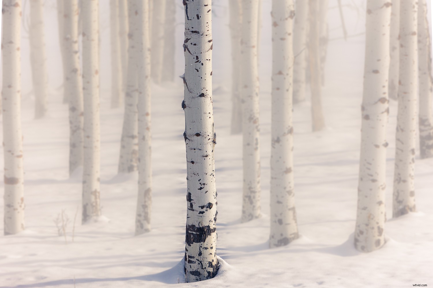 Master Background Blur in Lightroom: Complete Step-by-Step Guide