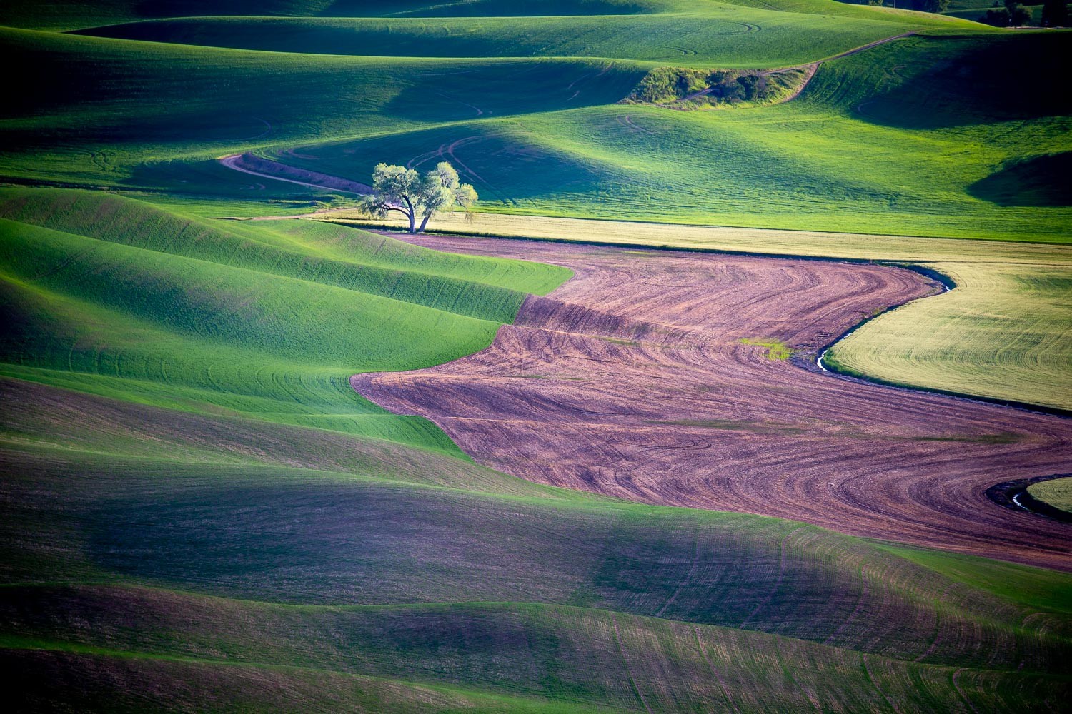 Master Dodging and Burning in Lightroom: Ultimate Pro Guide