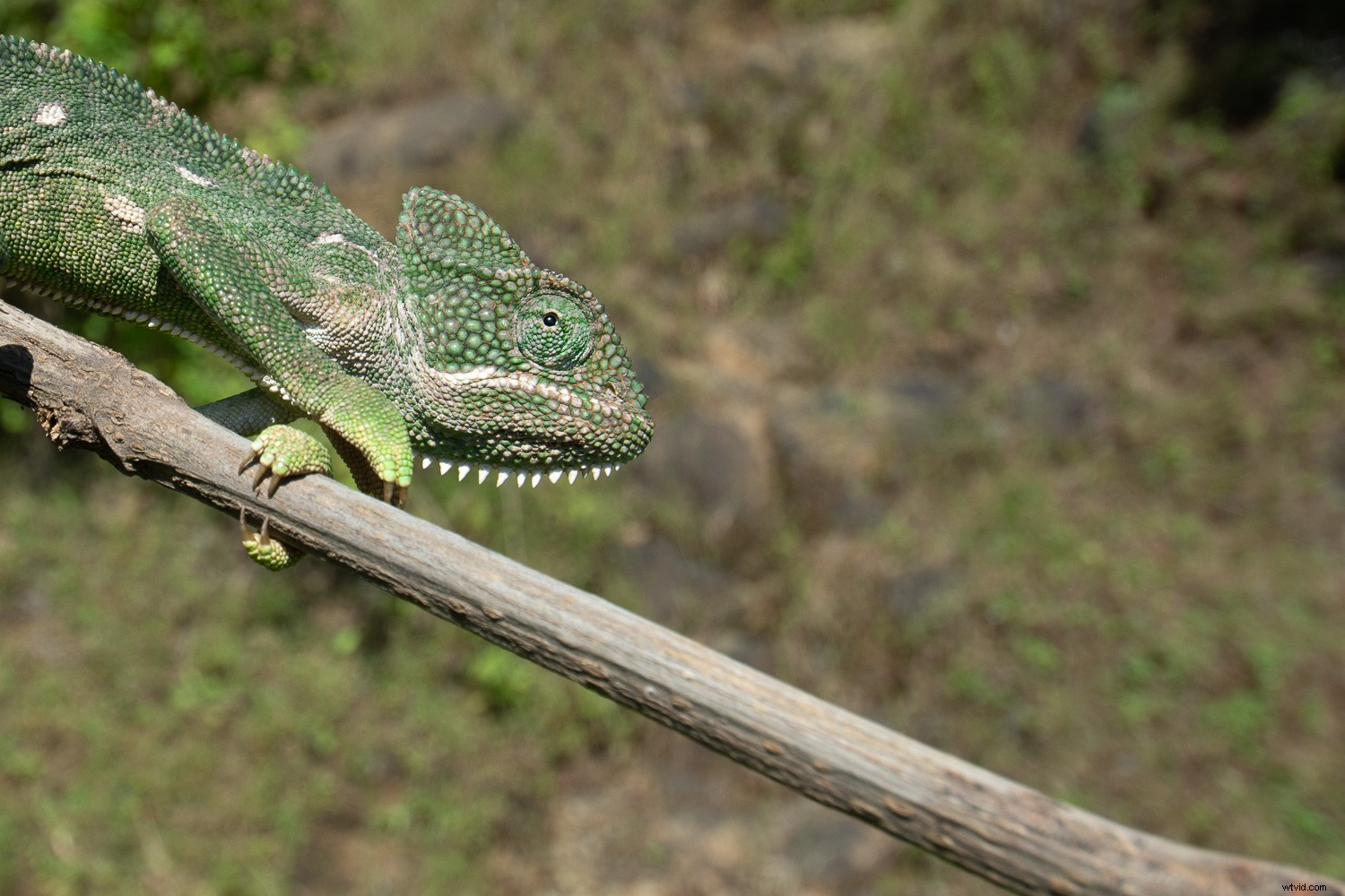 3 Essential Lightroom Tools to Elevate Your Nature & Wildlife Photography