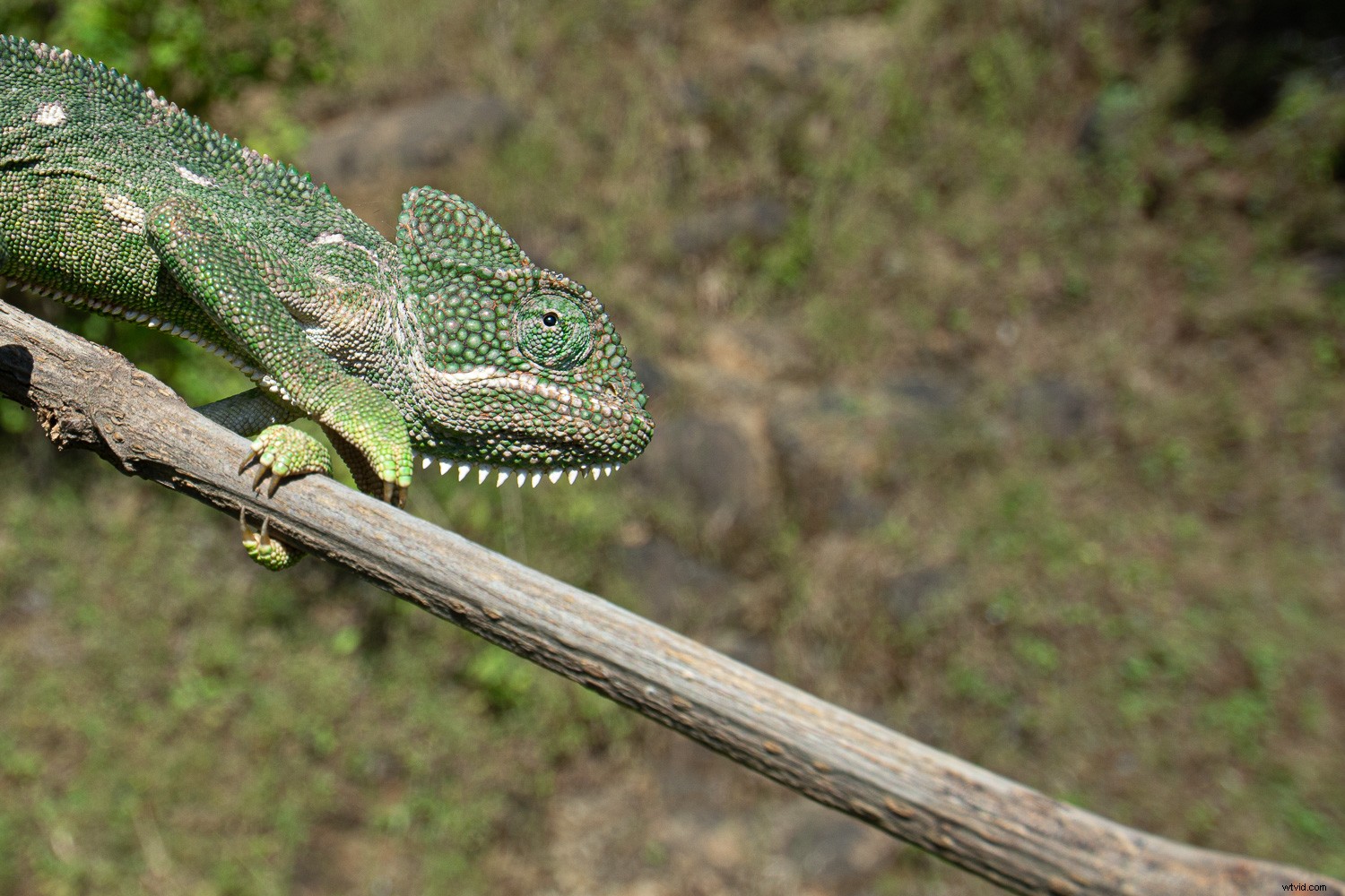 3 Essential Lightroom Tools to Elevate Your Nature & Wildlife Photography