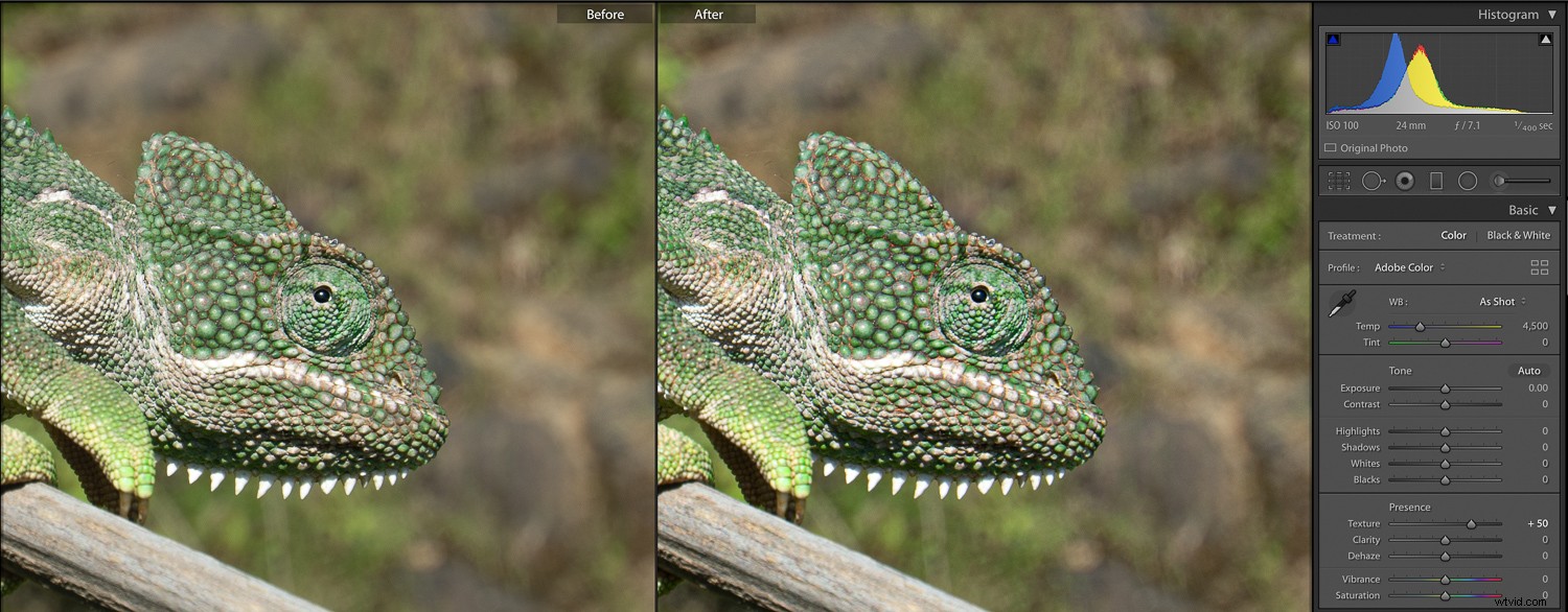 3 Essential Lightroom Tools to Elevate Your Nature & Wildlife Photography