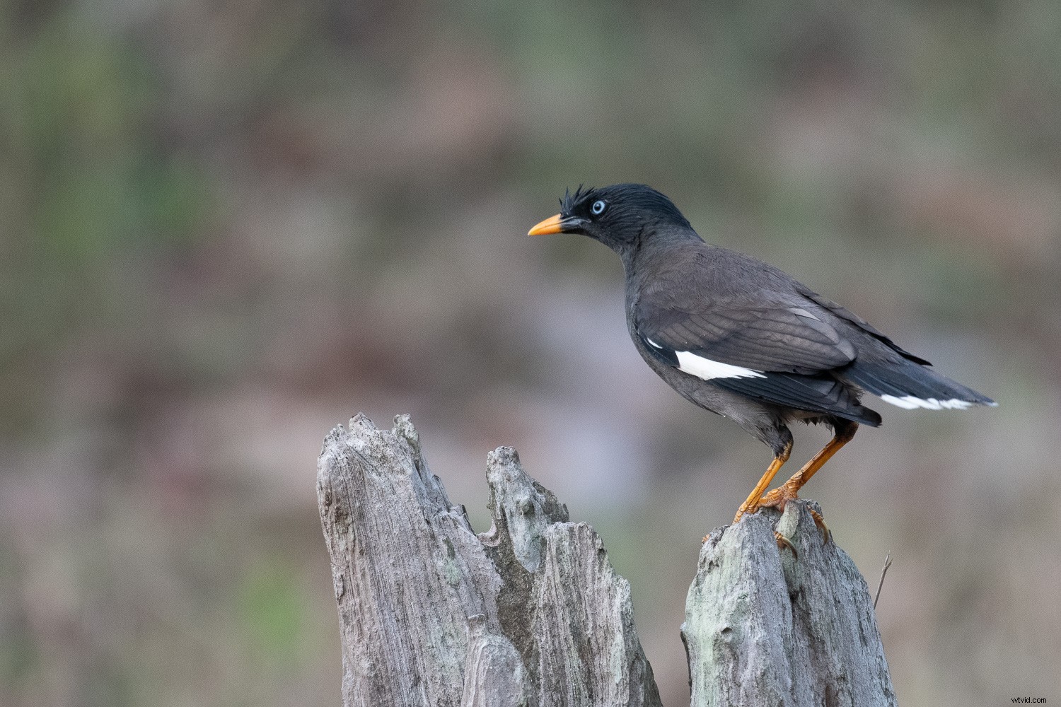 3 Essential Lightroom Tools to Elevate Your Nature & Wildlife Photography