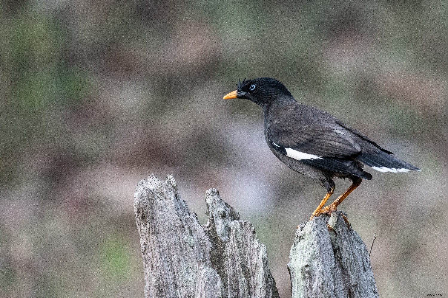 3 Essential Lightroom Tools to Elevate Your Nature & Wildlife Photography