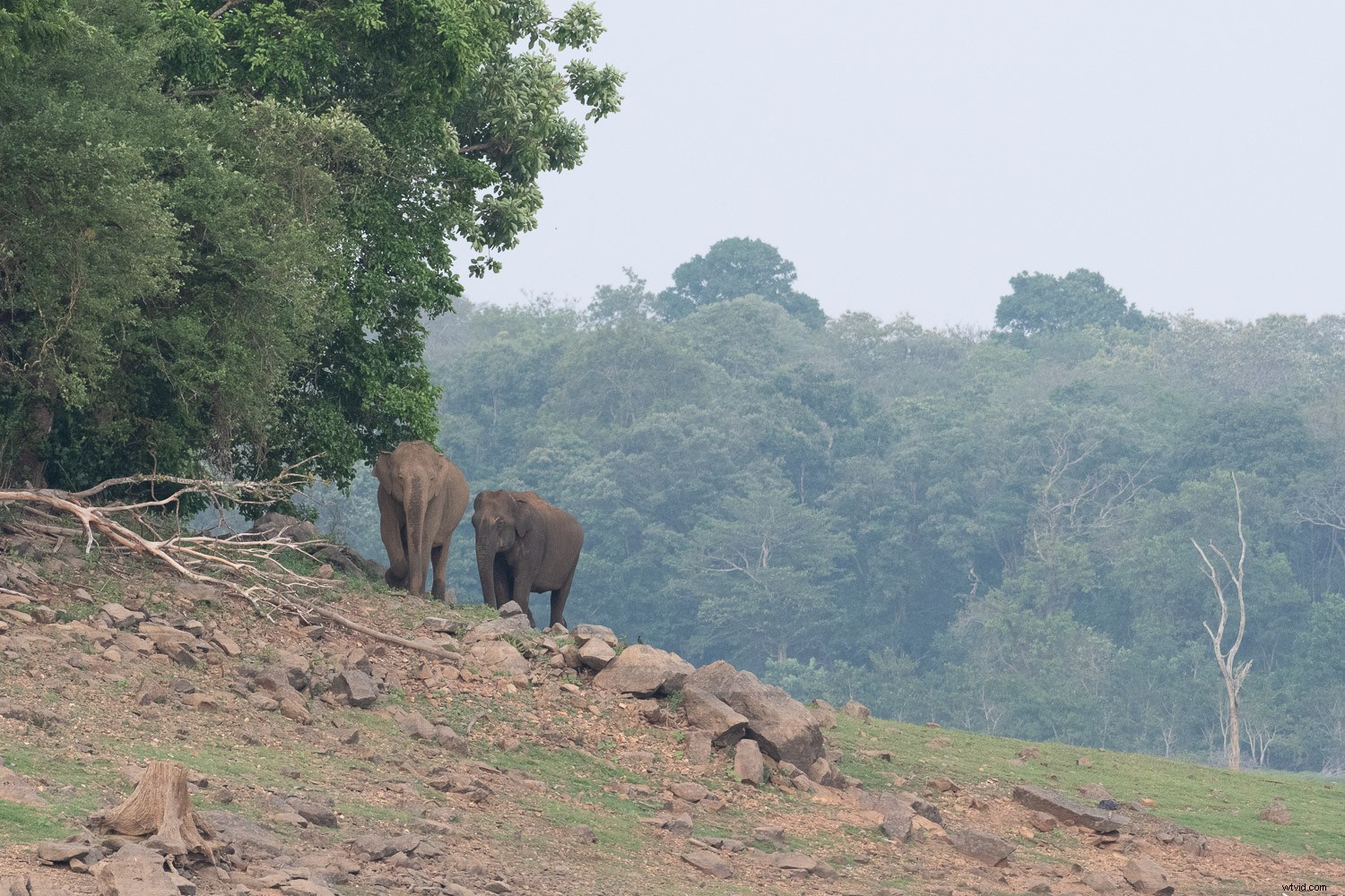 3 Essential Lightroom Tools to Elevate Your Nature & Wildlife Photography